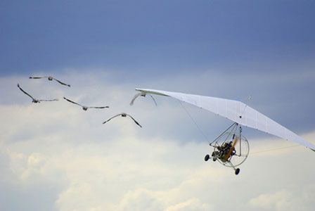 GUINET, SYLVAIN: L'oiseau mécanique